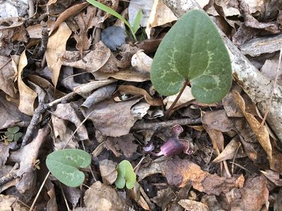 Asarum minus, photographed by photosynthetic
