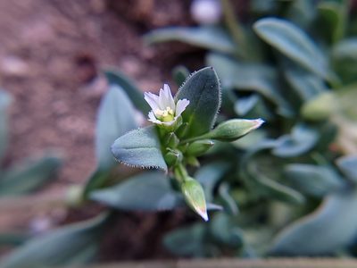 Holosteum umbellatum, photographed by Daniel S.