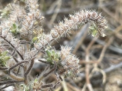 Johnstonella angustifolia, photographed by Bobby McCabe