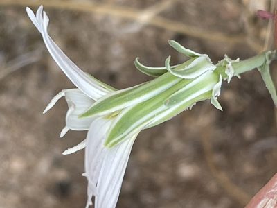 Rafinesquia neomexicana, photographed by Bobby McCabe