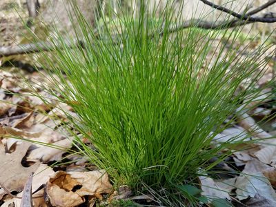 Carex leptalea, photographed by Leila Dasher