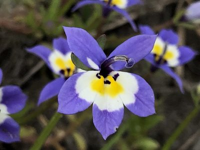 Downingia pulchella, photographed by Justin Paulin