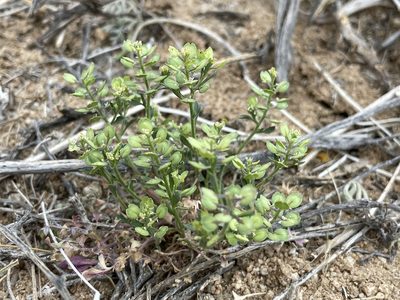 Lepidium lasiocarpum, photographed by Bobby McCabe