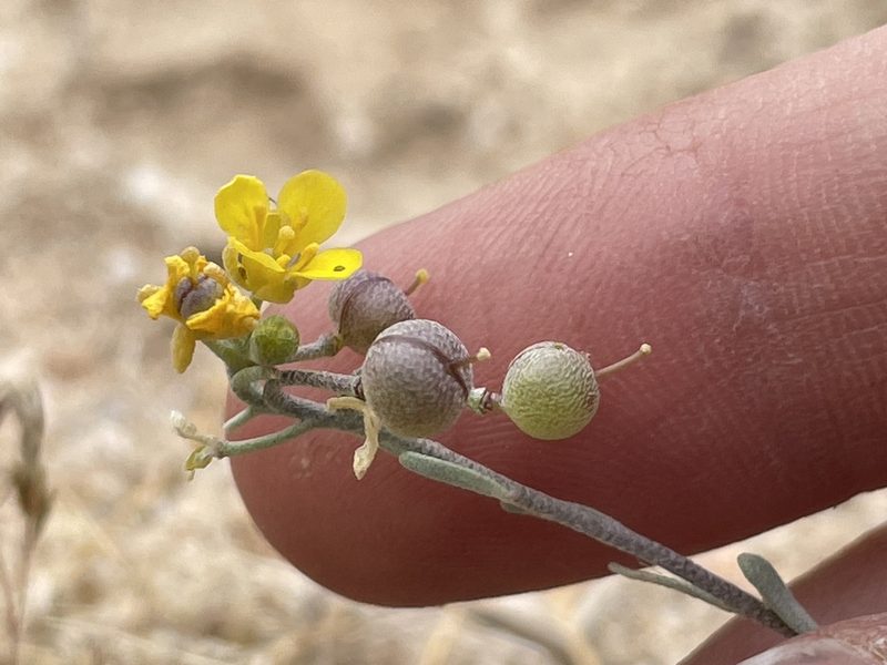 Physaria tenella, photographed by Bobby McCabe