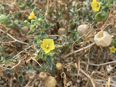 Physalis crassifolia, photographed by Leah Gardner