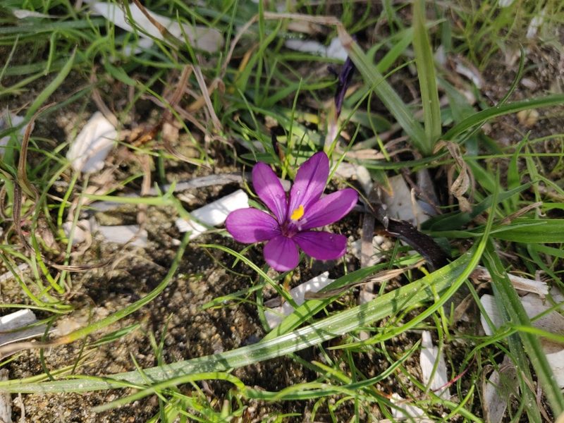 Romulea requienii, photographed by Davide Puddu