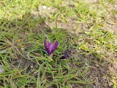 Romulea requienii, photographed by Davide Puddu