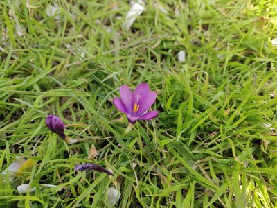 Romulea requienii, photographed by Davide Puddu