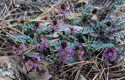 Astragalus cobrensis, photographed by Andrew Tree