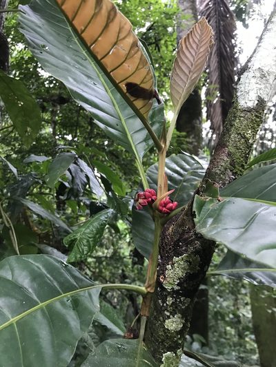 Pentagonia macrophylla, photographed by Aitor