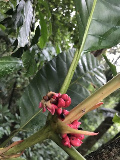Pentagonia macrophylla, photographed by Aitor