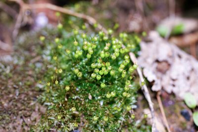 Physcomitrium pyriforme, photographed by Zachary Dankowicz