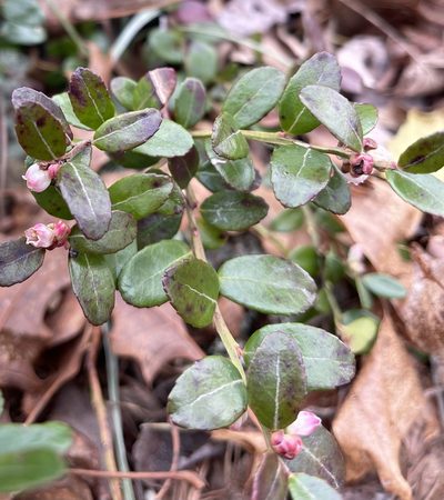 Gaylussacia brachycera, photographed by Roseanna Denton