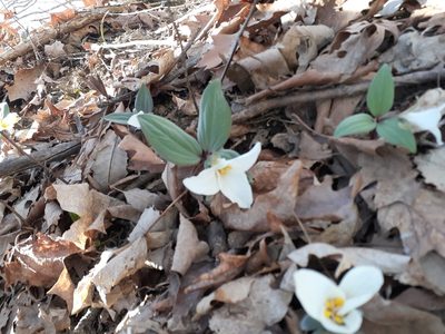Trillium nivale, photographed by Michael Burdsall