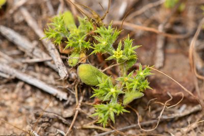 Chorizanthe procumbens, photographed by Trevor Van Loon