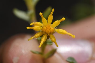 Isocoma menziesii, photographed by Trevor Van Loon