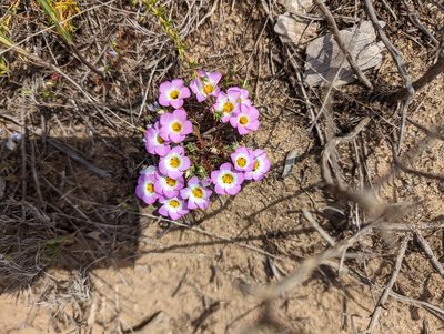 Linanthus dianthiflorus, photographed by Trevor Van Loon