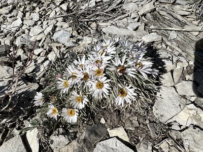 Townsendia hookeri, photographed by Jared Shorma