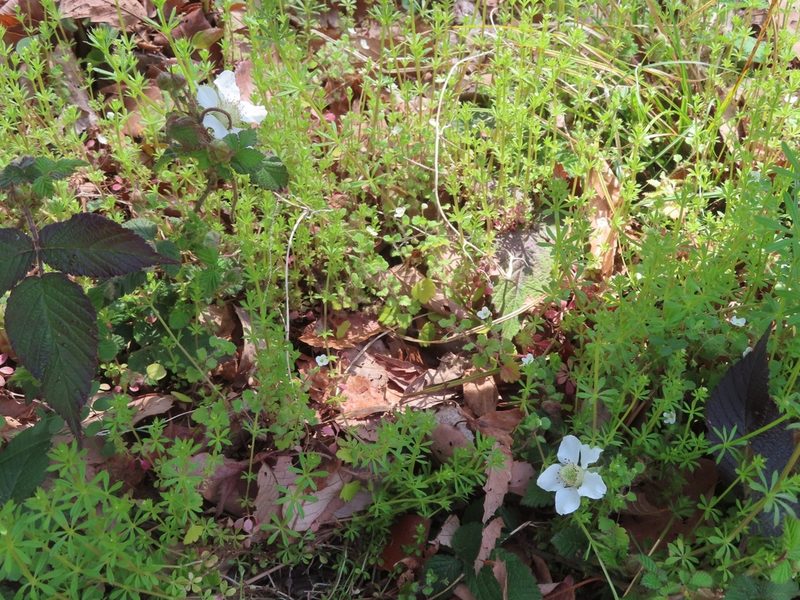 Rubus hirsutus, photographed by mami_t_t