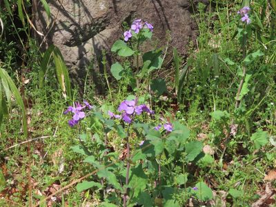 Orychophragmus violaceus, photographed by mami_t_t