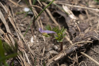 Corydalis intermedia, photographed by Eleftherios Katsillis