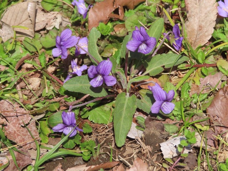 Viola philippica, photographed by mami_t_t