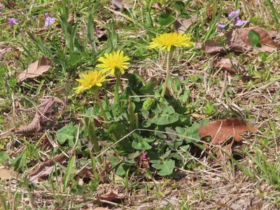 Taraxacum platycarpum, photographed by mami_t_t