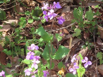 Orychophragmus violaceus, photographed by mami_t_t