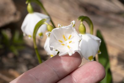 Leucojum vernum, photographed by Eleftherios Katsillis
