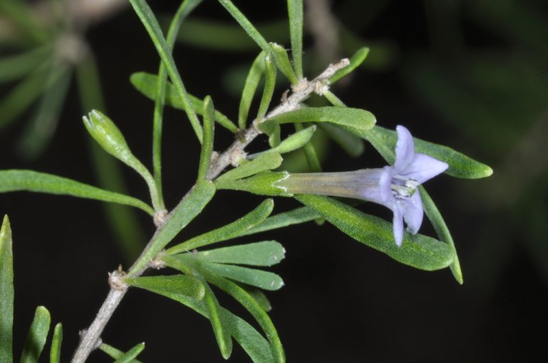 Lycium elongatum, photographed by aacocucci