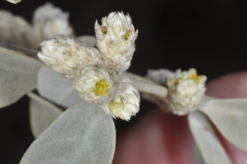 Alternanthera albida, photographed by aacocucci