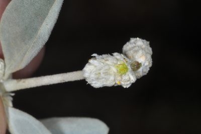 Alternanthera albida, photographed by aacocucci