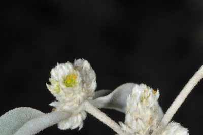 Alternanthera albida, photographed by aacocucci