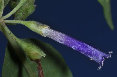 Lycium cestroides, photographed by aacocucci