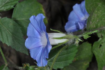 Ipomoea nil, photographed by aacocucci
