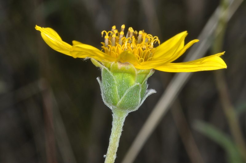 Zexmenia buphtalmiflora, photographed by aacocucci
