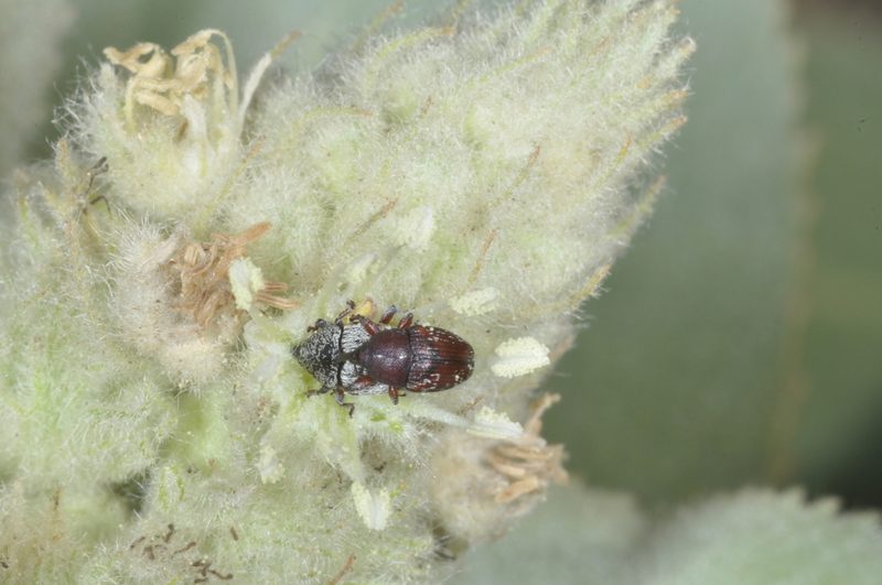 Croton subpannosus, photographed by aacocucci