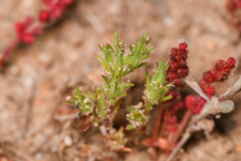 Loeflingia squarrosa, photographed by Trevor Van Loon