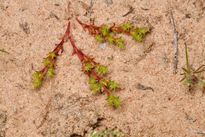 Lastarriaea coriacea, photographed by Trevor Van Loon