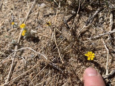 Eriophyllum wallacei, photographed by Kenzie Anderson-Bell