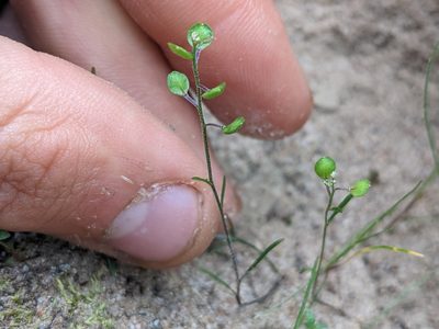 Lepidium nitidum, photographed by Trevor Van Loon