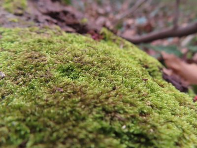 Platygyrium repens, photographed by Mila C.