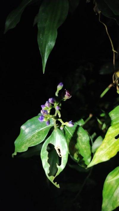 Dichorisandra hexandra, photographed by Guillaume Delaitre