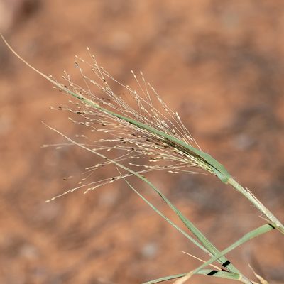 Panicum effusum, photographed by Kym Nicolson