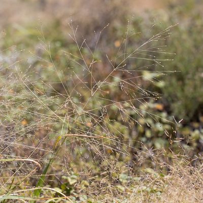 Panicum decompositum, photographed by Kym Nicolson