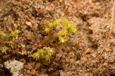 Chorizanthe procumbens, photographed by Trevor Van Loon