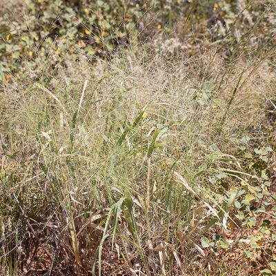 Panicum decompositum, photographed by Kym Nicolson