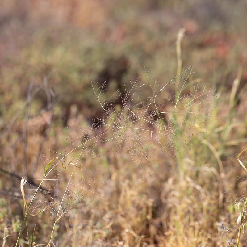 Sporobolus caroli, photographed by Kym Nicolson