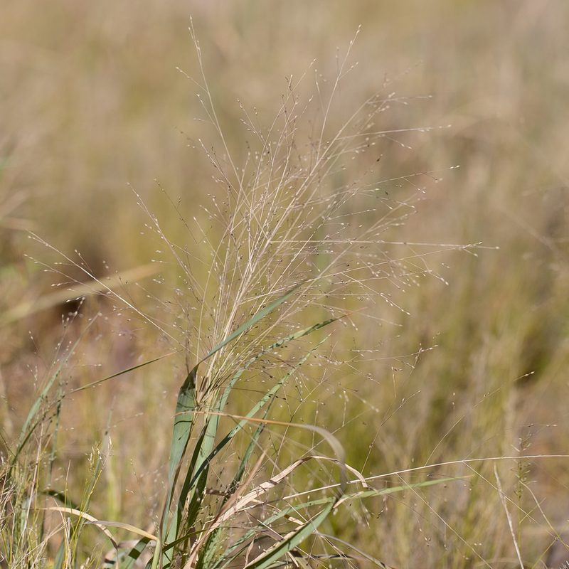 Panicum decompositum, photographed by Kym Nicolson