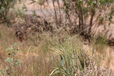 Panicum decompositum, photographed by Kym Nicolson